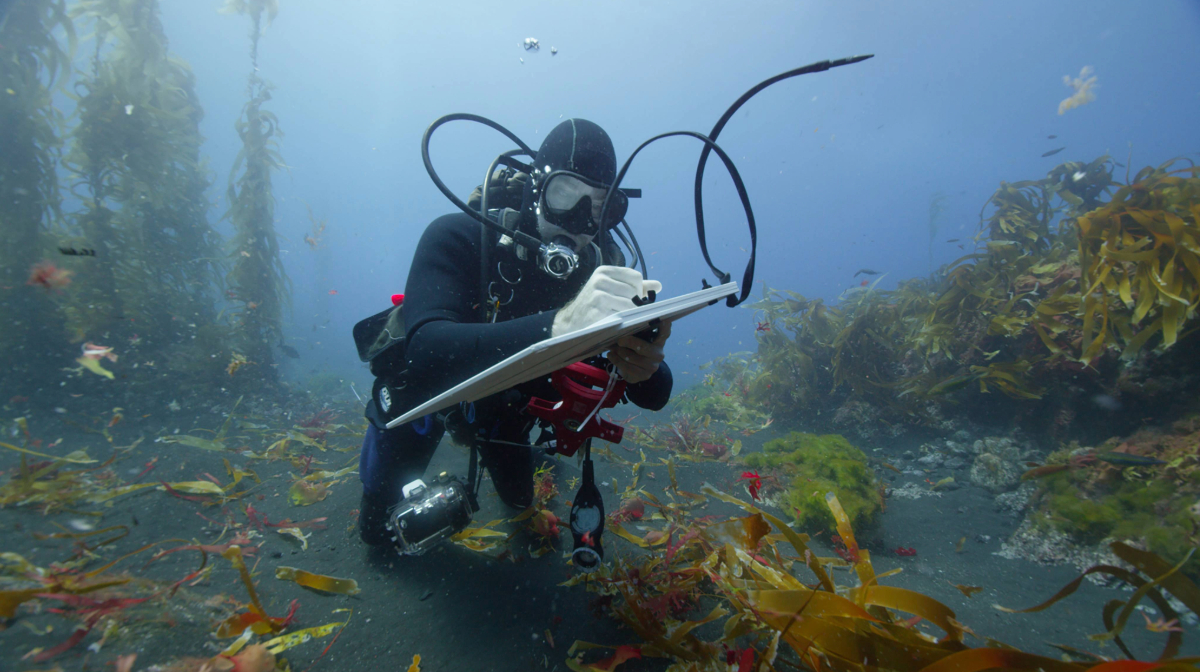 A scuba diver in a black wetsuit and mask notes on a clipboard underwater among seaweed and rocks.