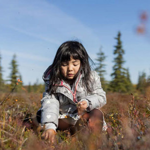 A child picks berries in the Alaskan wilderness
