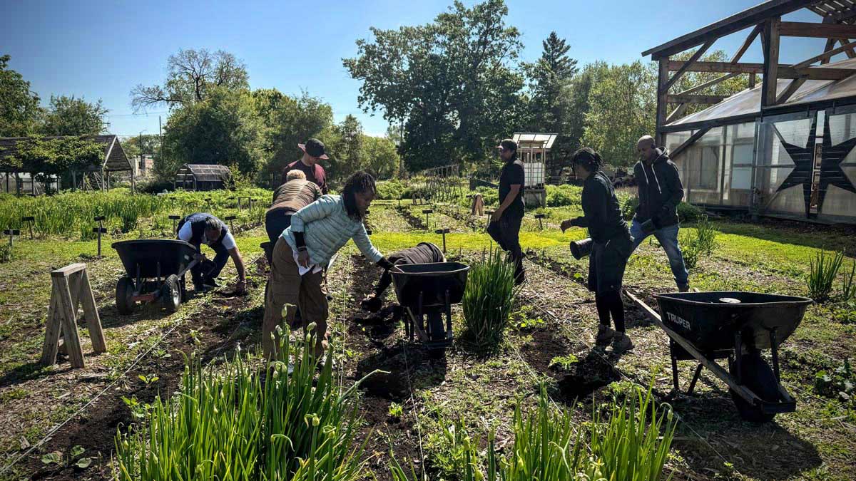 A group of men and women work in a community garden under a flawless blue sky. 