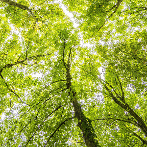 upward view of a tree canopy and bright sky beyond